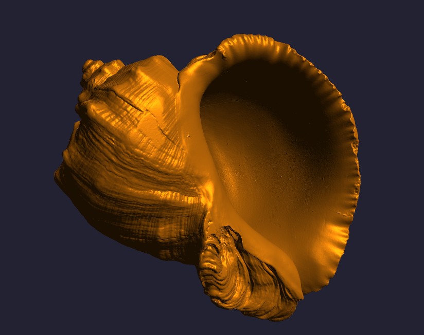 Large seashell